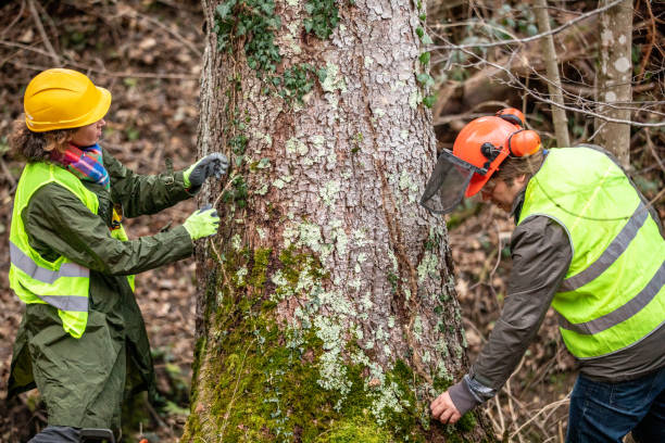 How Our Tree Care Process Works  in  Carson, CA