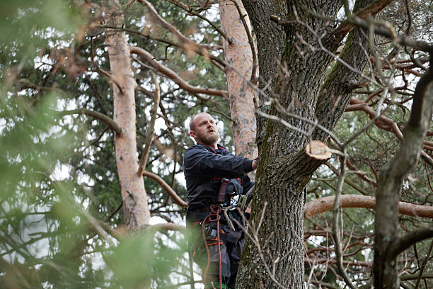 Reliable Carson, CA Tree Removal Services Solutions